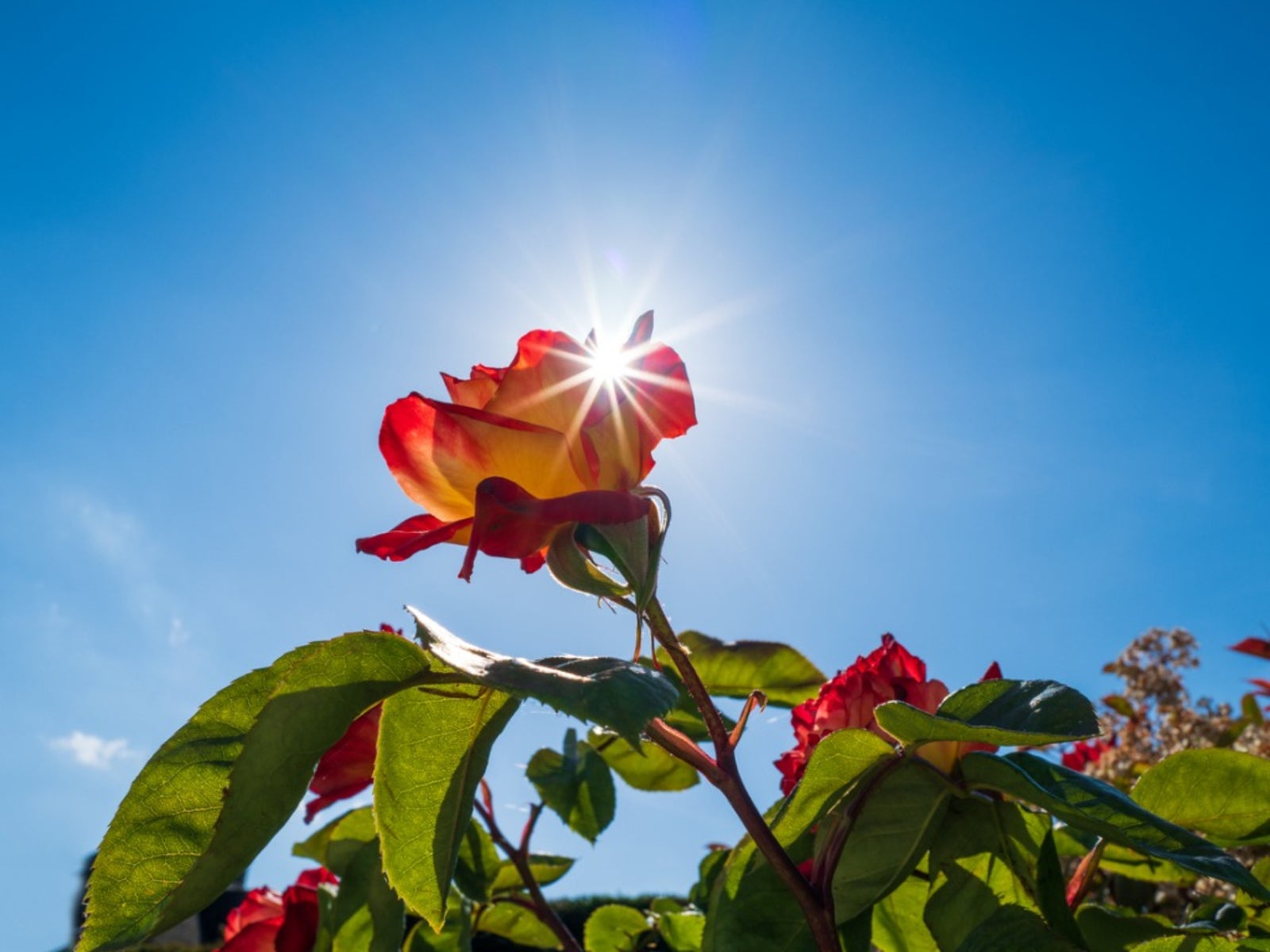 Rose Garden - Caring for Your Roses in the Florida Heat