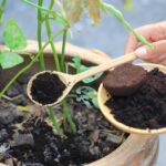 Why You Should Recycle Coffee Grounds For Gardening?