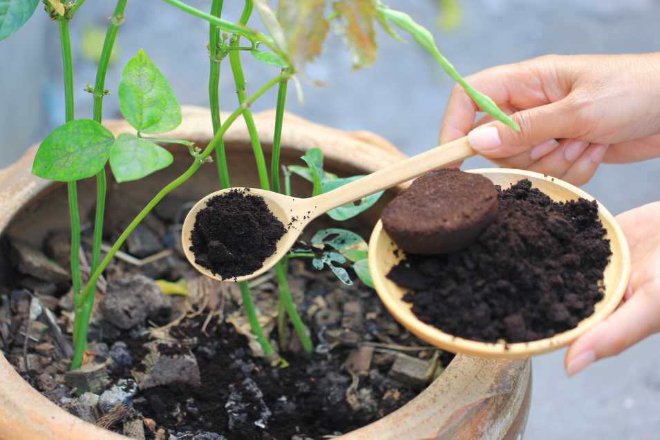 Why You Should Recycle Coffee Grounds For Gardening?