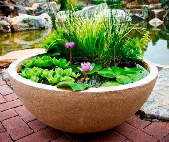 Container Gardening with Ponds