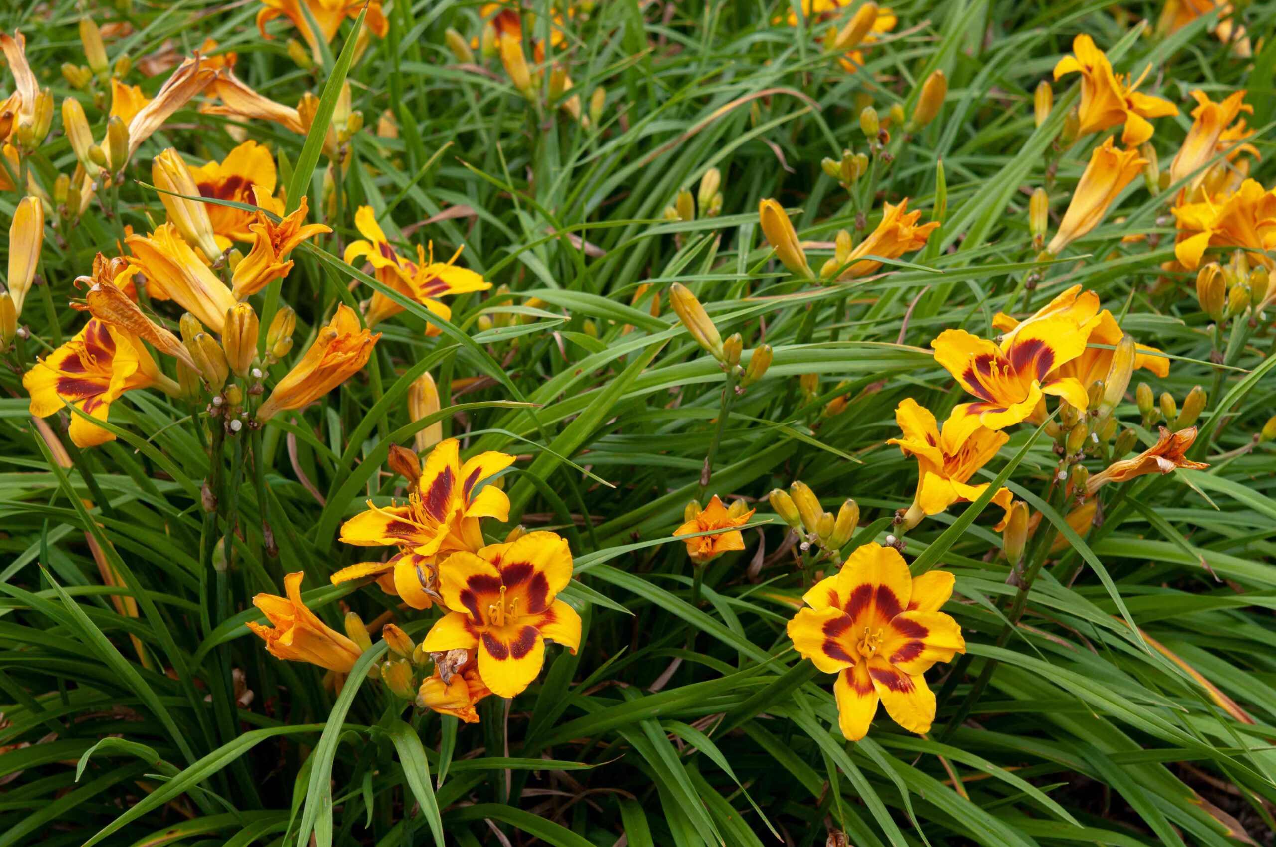 Daylilies Flowers: Bloom More Flowers at Night with These Tips