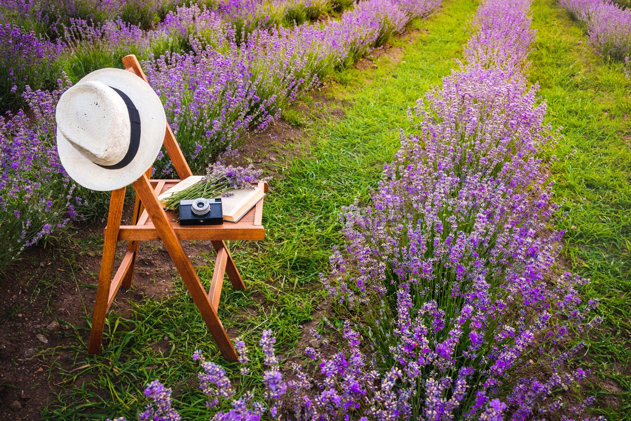 Easy Tips for Creating a Beautiful Lavender Garden