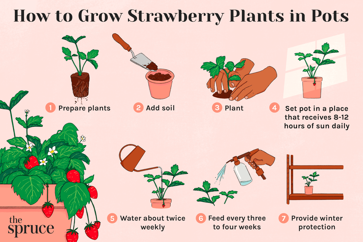 Easy Tips for Growing Strawberry Plants in Your Small Garden