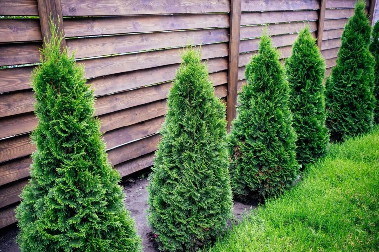 Fast Growing Columnar Trees for Privacy or Shade
