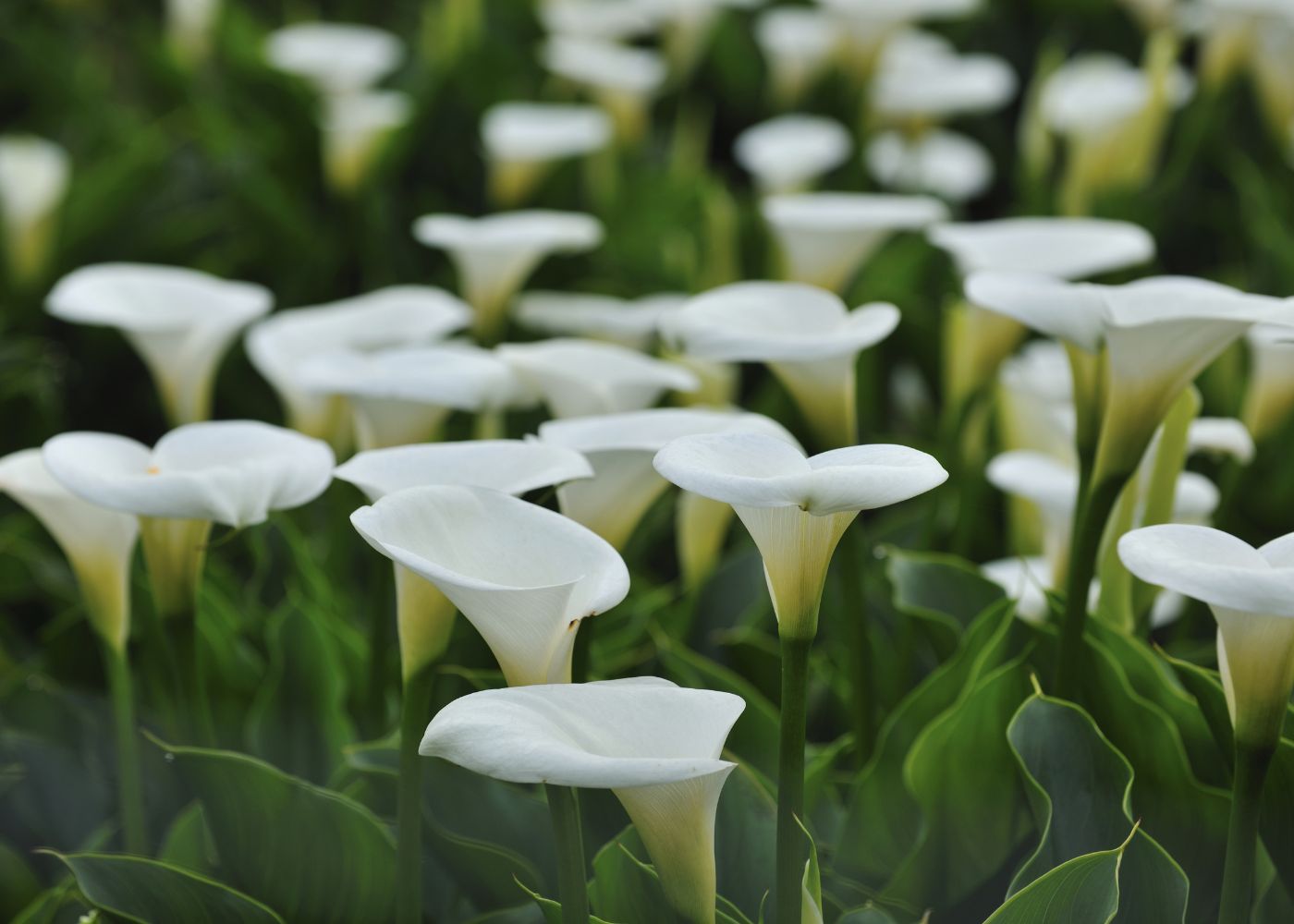 fertilizing calla lilies for more blooms