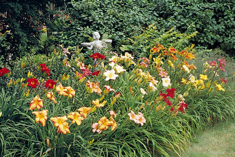 Garden Design with Daylilies and Roses: What Works and What Doesn't?