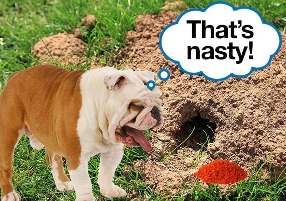 Garden Ideas for Dogs That Dig – How to Deter Your Dog from Digging in the Garden