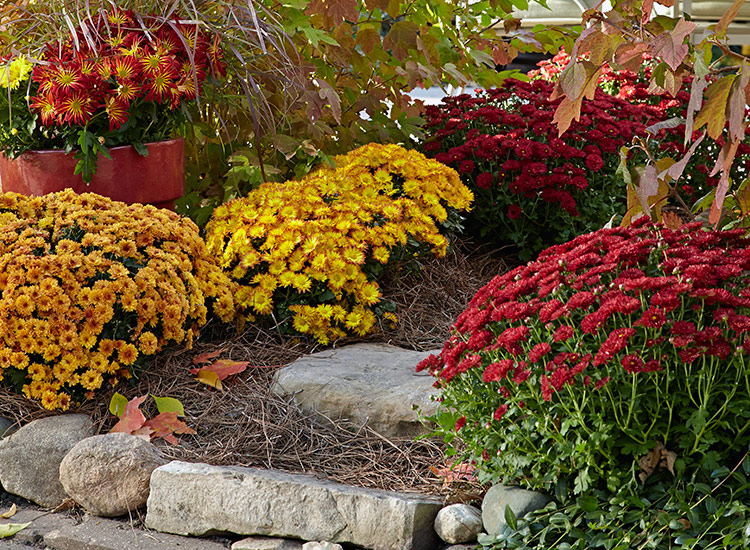How to Get the Most Out of Your Fall Mum Garden?