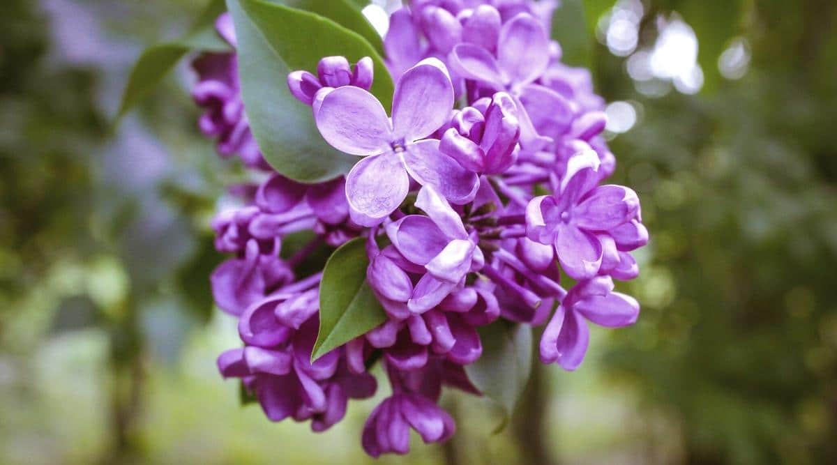 How to Care for a Small Garden Tree with Purple Flowers?