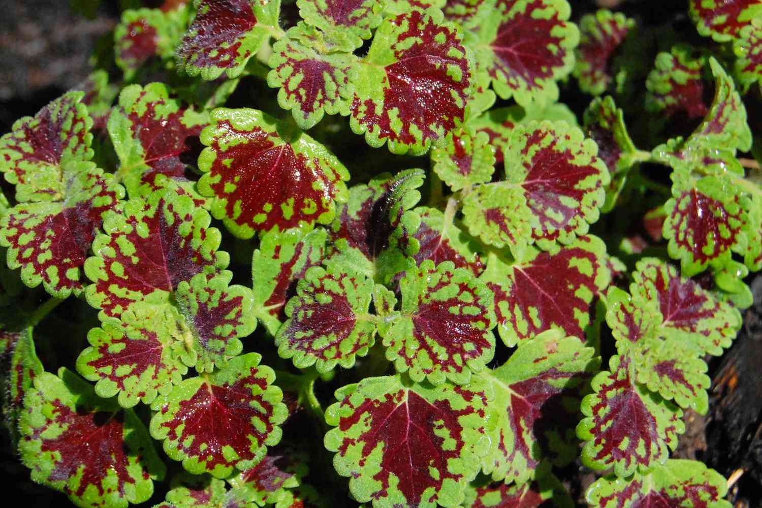 How to Care for Coleus Plants