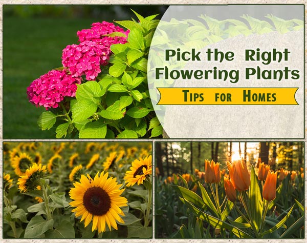 How to Choose the Right Flowers for Your Flower Garden?