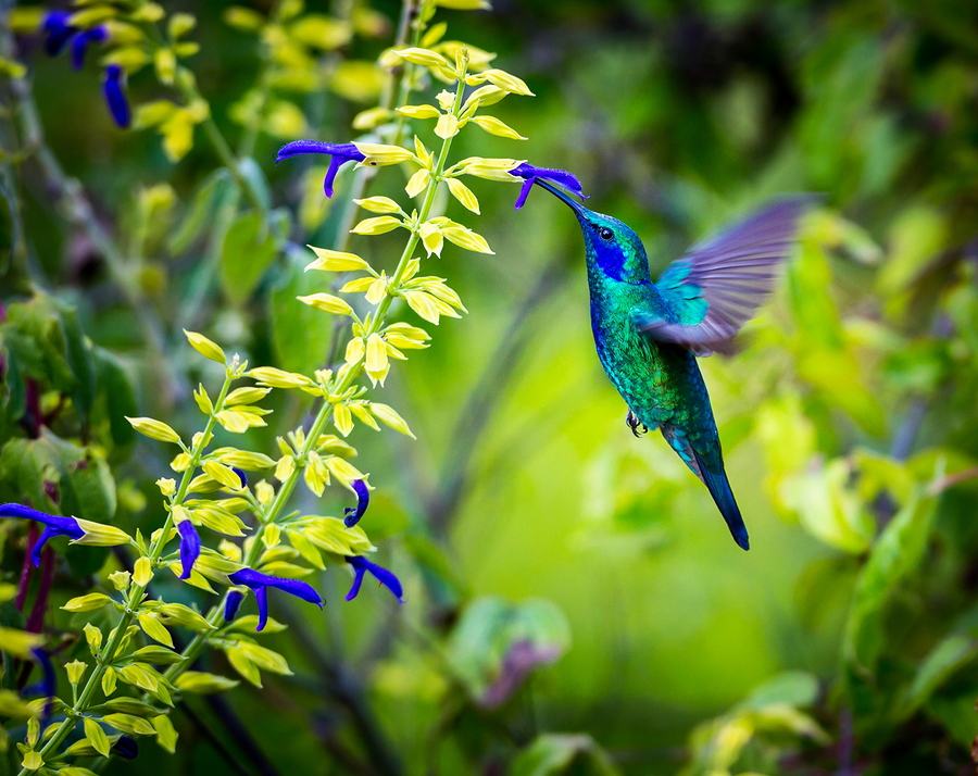 How to Create a Hummingbird Garden That Will Attract These Beautiful Creatures?