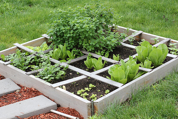 How to Make a Simple but Effective Rabbit Garden?