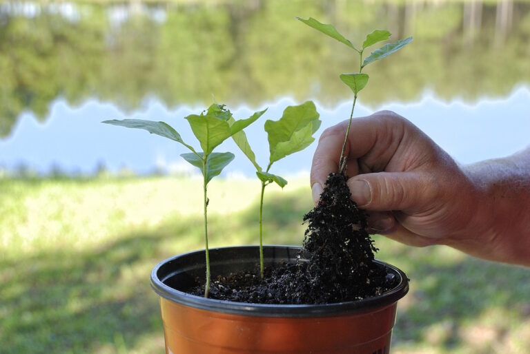 How to Make an Oak Tree Grow Faster in the Spring?
