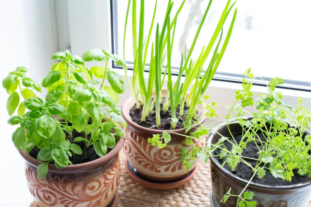 indoor herb gardens grow your own fresh herbs all year round