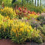 Make a Statement in Your Garden with Celosia Plants