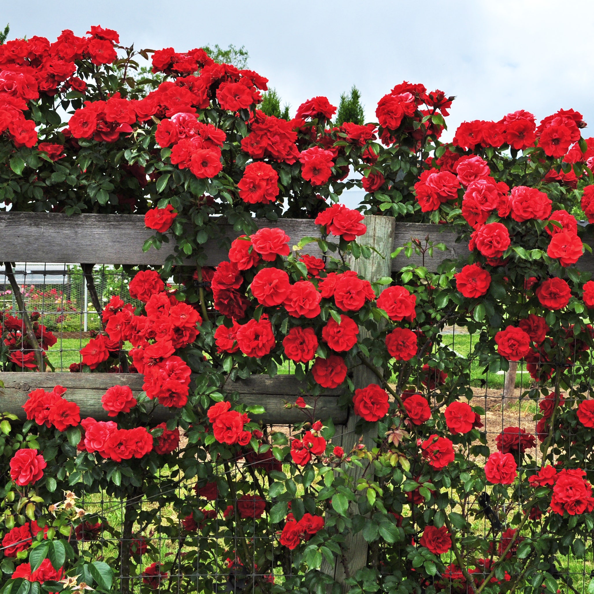Make the Most of Your Small Space with These Climbing Rose Garden Ideas