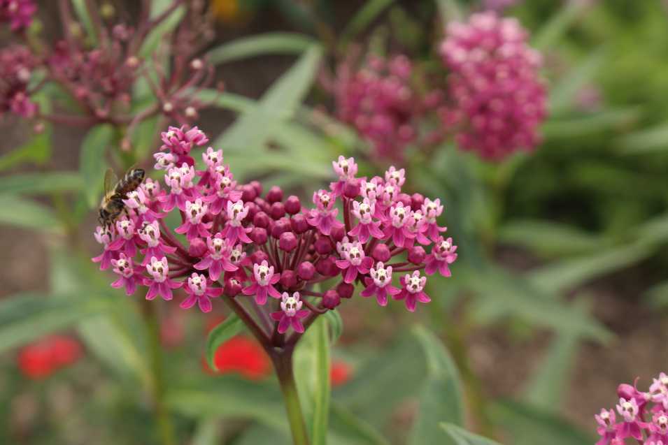 Everything You Want to Know About Monarchs and Milkweed