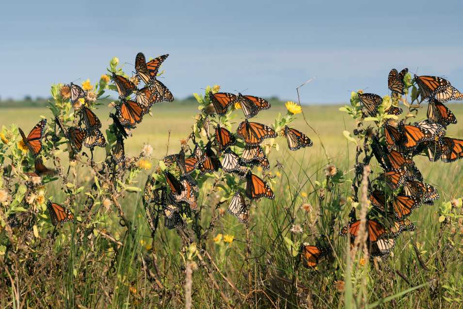 Everything You Want to Know About Monarchs and Milkweed