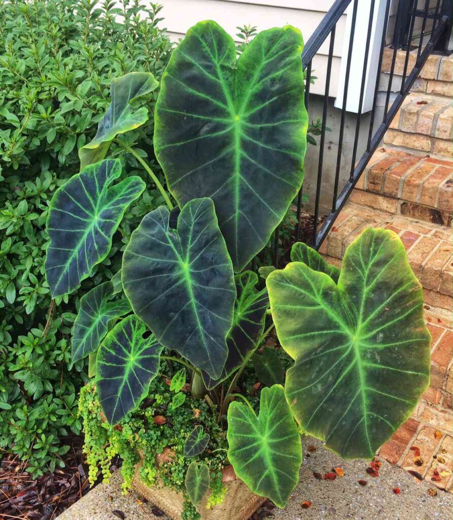 Reasons Why You Should Add Elephant Ear Plants to Your Garden - Garden