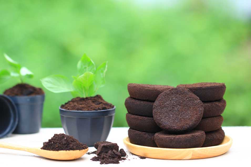 Why You Should Recycle Coffee Grounds For Gardening