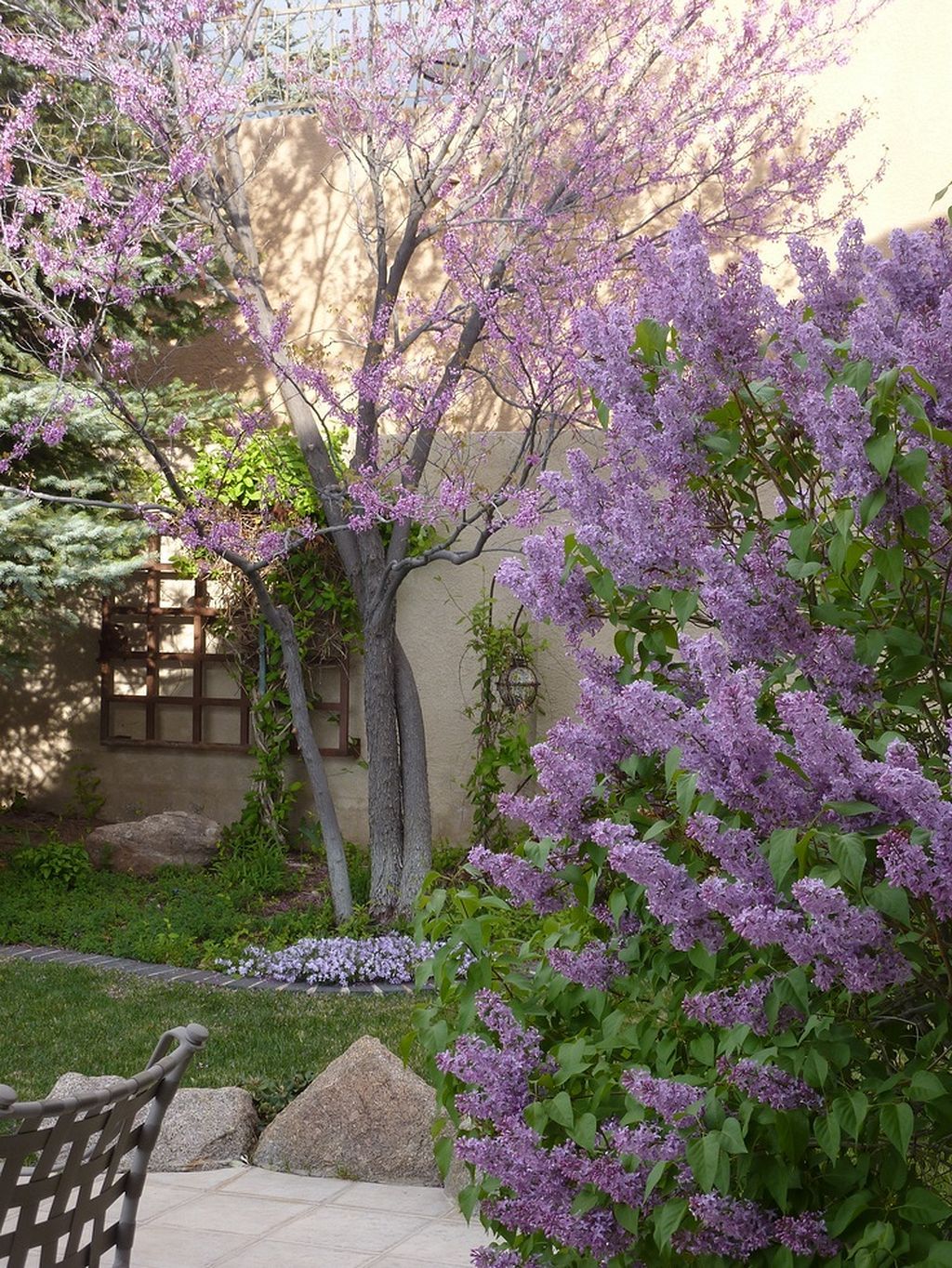 Stunning Lilac Garden Ideas