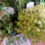 The Benefits Of Growing An Herb Garden