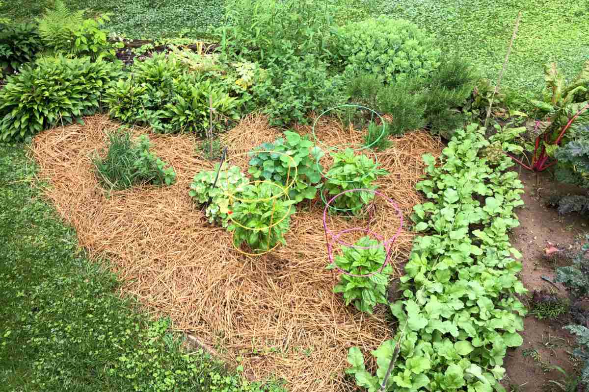 The Best Way to Use Grass Clippings as Mulch in Your Vegetable Garden