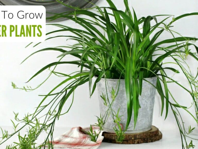 The Case for More Spider Plants: How More Plants Mean Bushier Growth