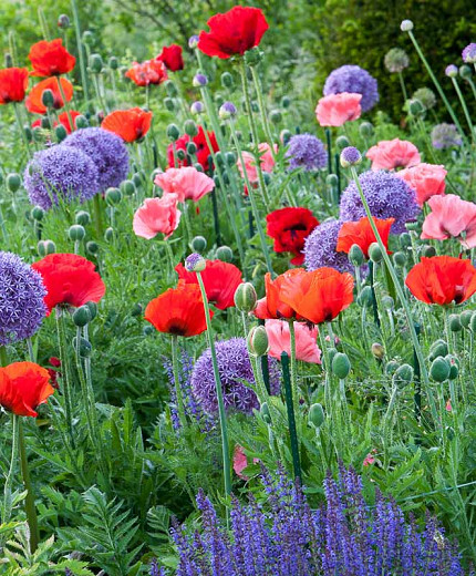 Tips for Creating a Poppy Garden That Will Wow Your Neighbors