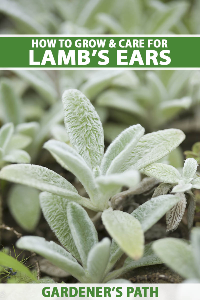 Tips for Growing and Caring for Lamb's Ear Plants