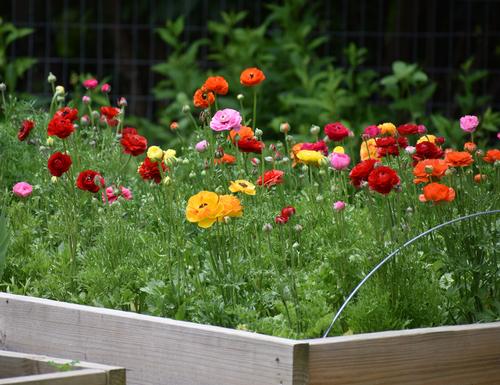 Tips for Growing and Caring for Ranunculus