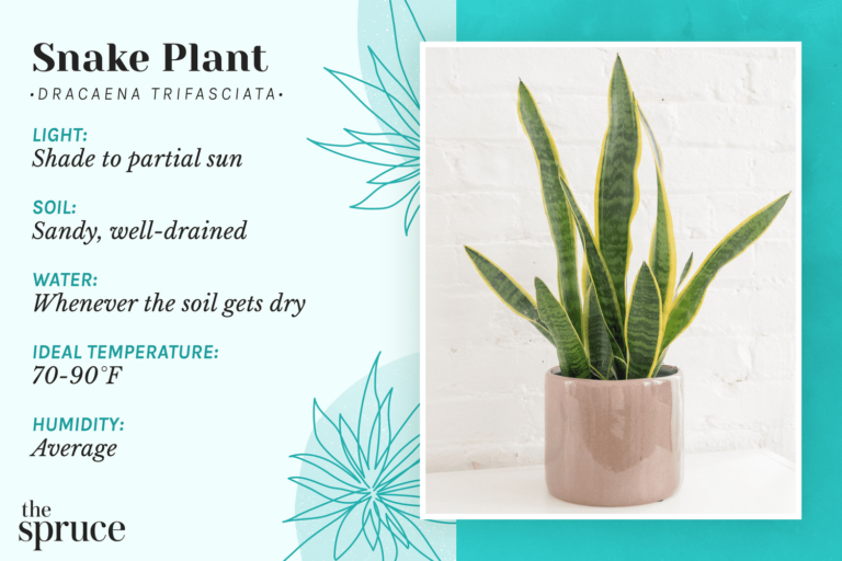 Caring for Snake Plants
