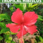 Unique Ways to Use Hibiscus in Your Garden