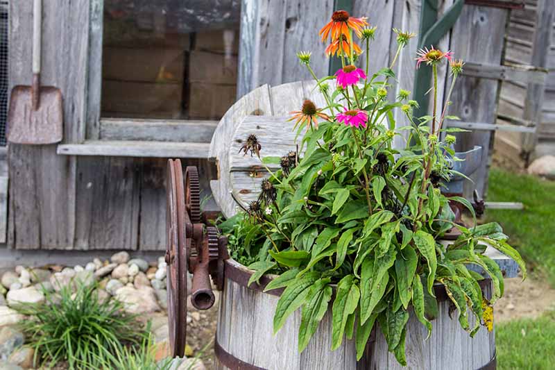 Using Coneflowers Plant in Containers or as Part of a Cutting Garden