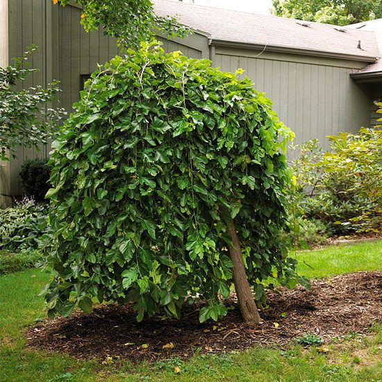 Weeping Trees – The Perfect Addition to Any Small Garden