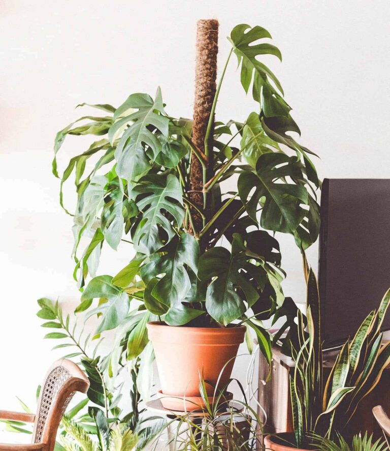 Why You Should Help Your Monstera Climb a Tree?