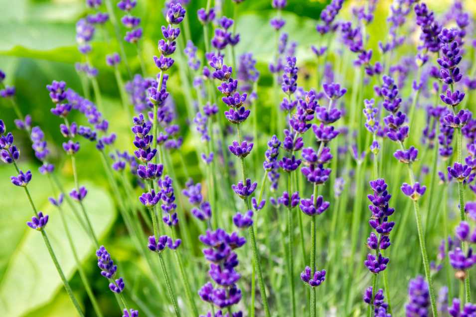 5 Plants That Help Your Mental Health