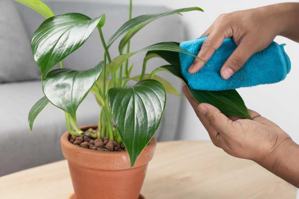 Caring For Low Maintenance Houseplants