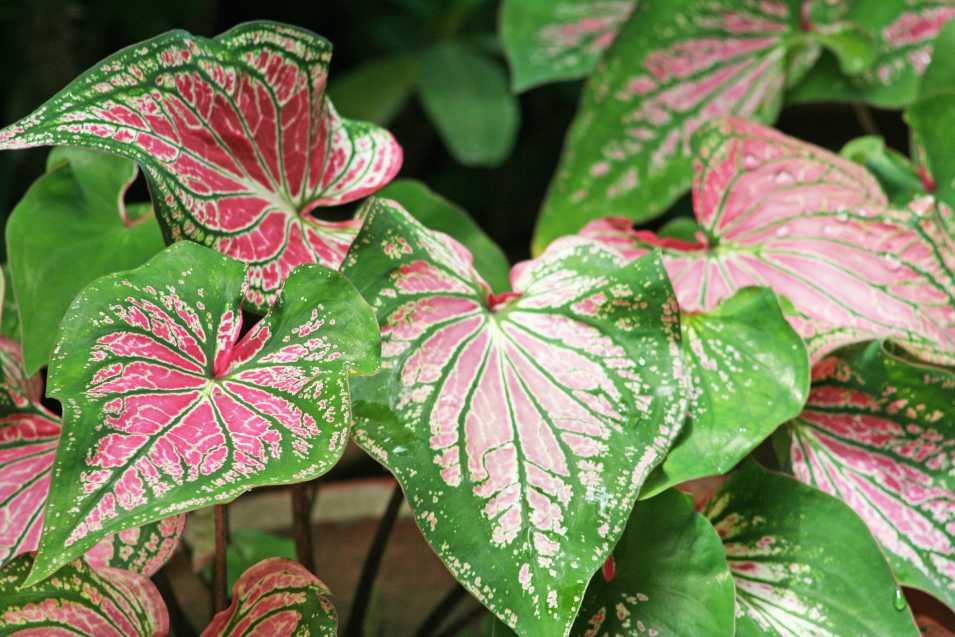 Caring For Low Maintenance Houseplants